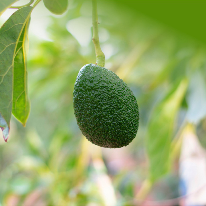 Ripe Avocado